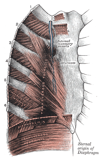 Schéma anatomique de la cage thoracique avec le diaphragme (illustration en domaine public)