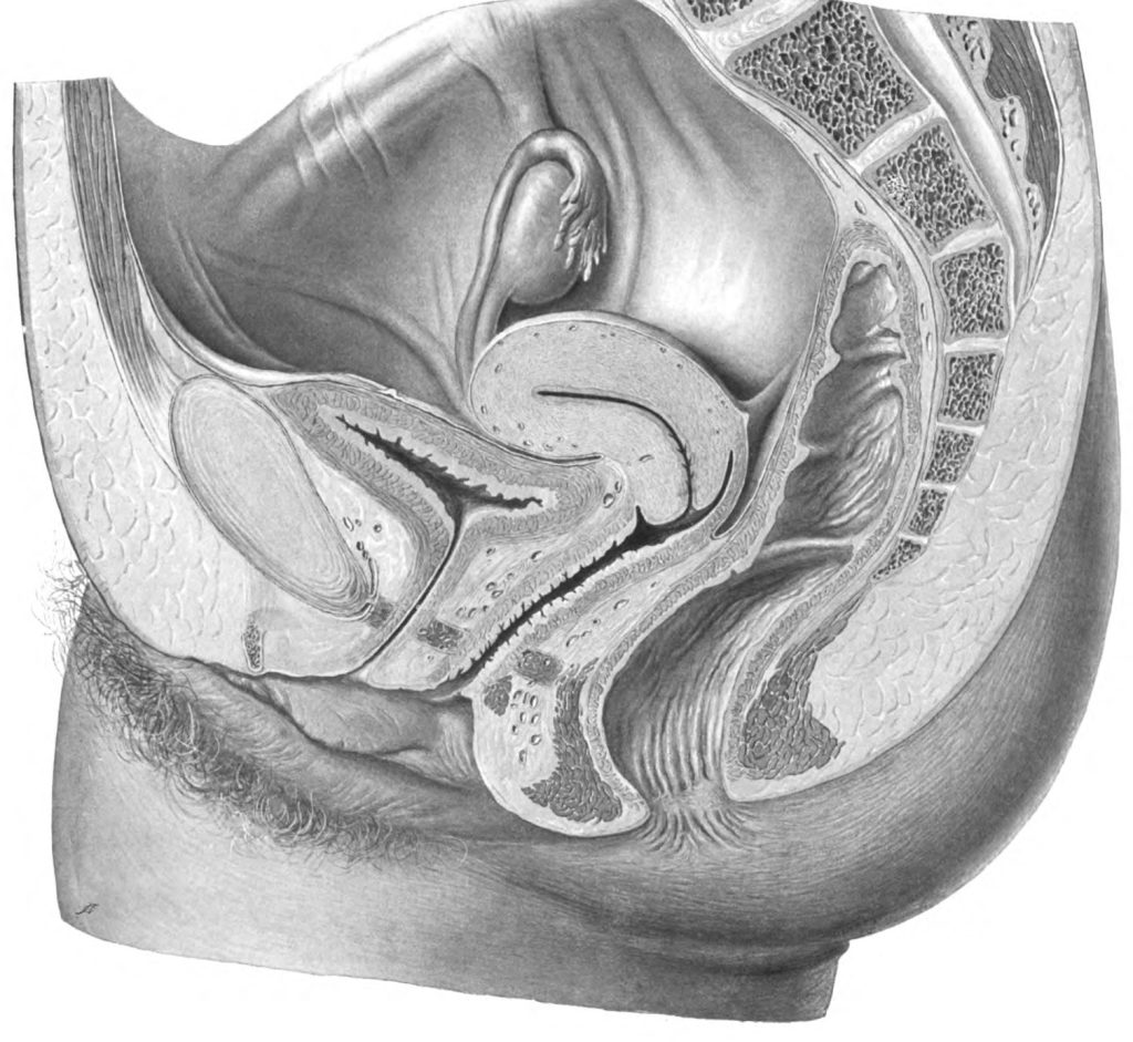 Anatomie du petit bassin féminin avant une hystérectomie